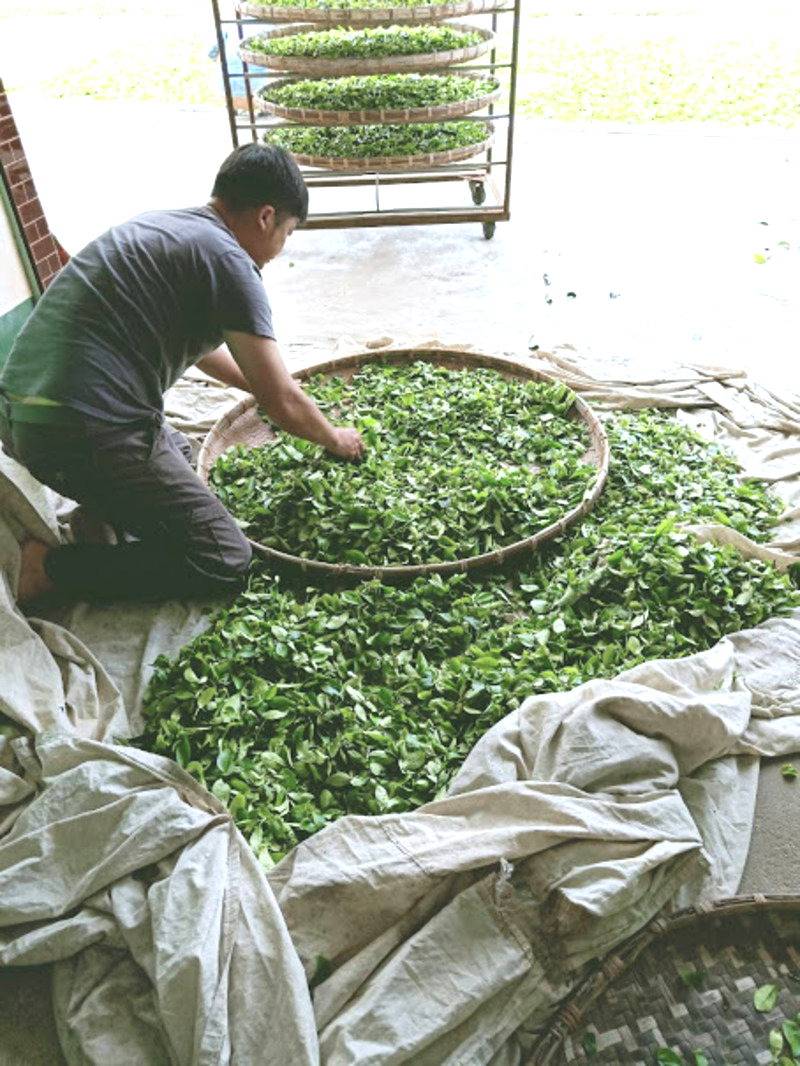 鳳凰單叢茶園有限公司