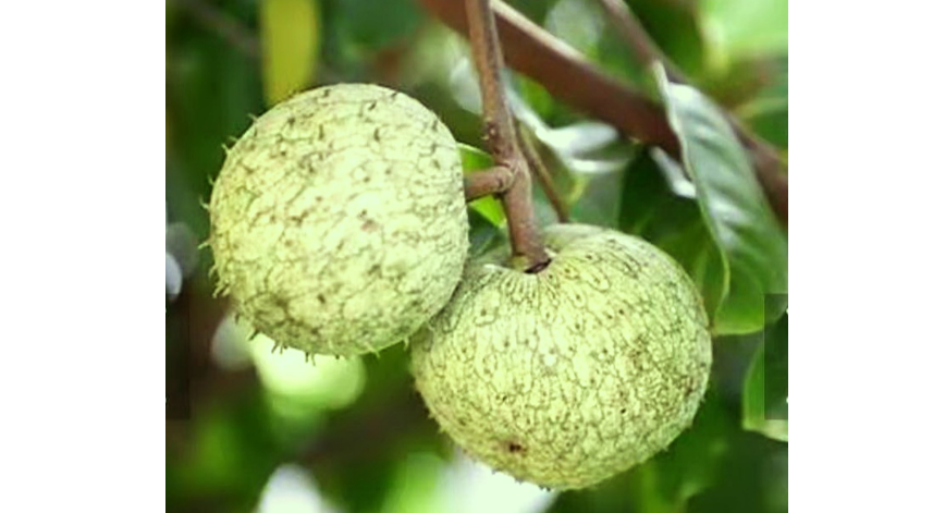 大拿生技工作室(宋增鑒團隊)