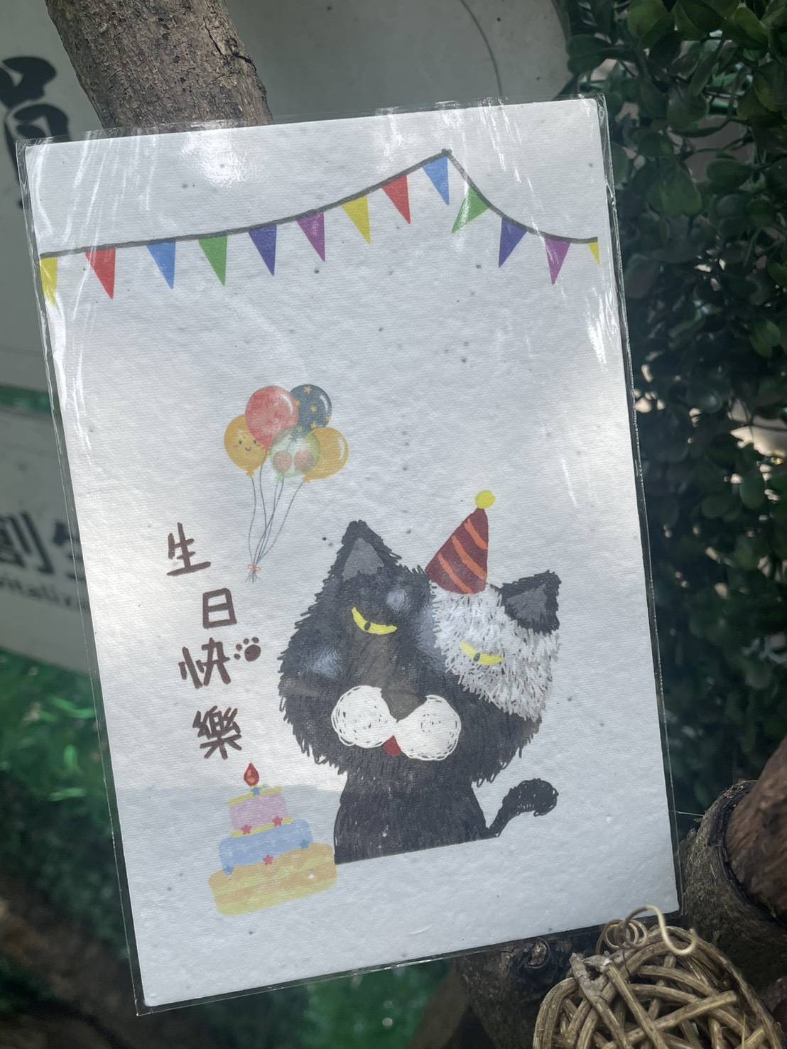 種子明信片貓咪祝賀版